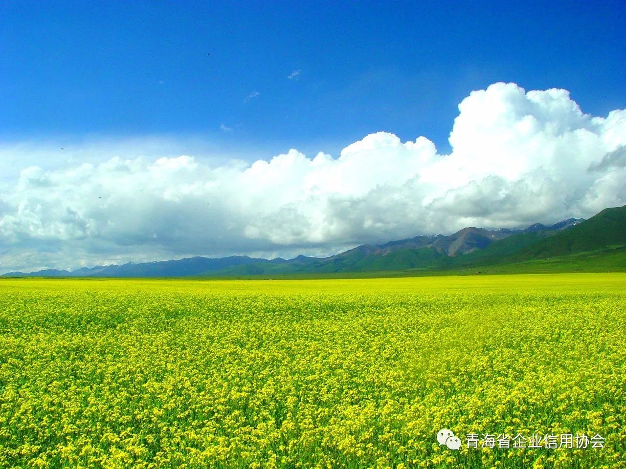 青海浩门农场属百里油菜花海主展区及观光农业核心区,为青海省aaaa