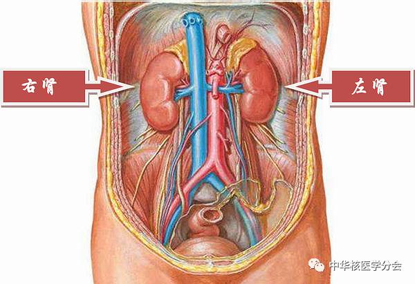 左肾和右肾的位置图图片