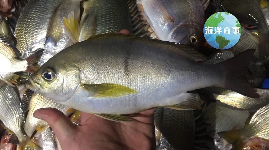 很原始的一種海洋生物白鰻(海鰻),鰻魚膠也比較值錢狗鯊(條紋斑竹鯊)