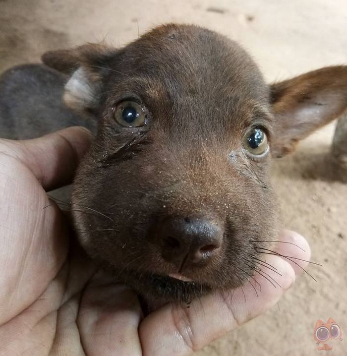 肿成猪头图片