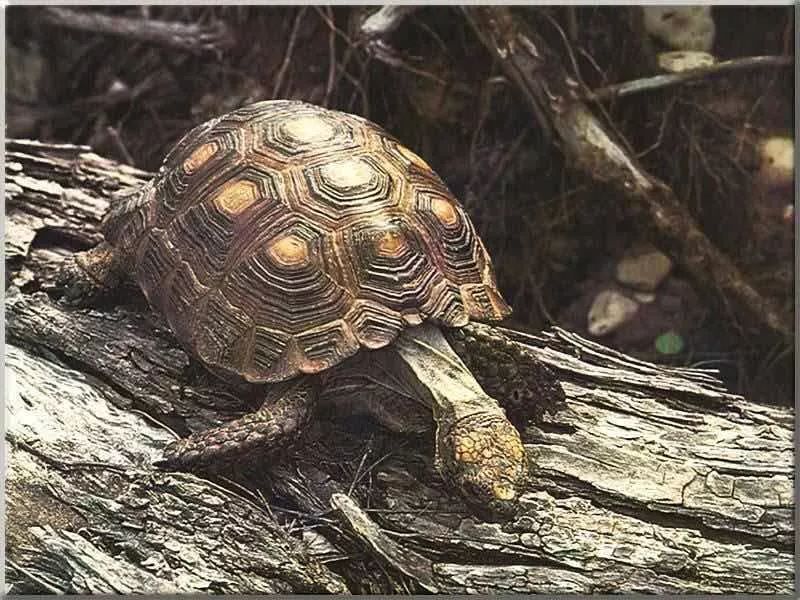 德州地鼠龟图片