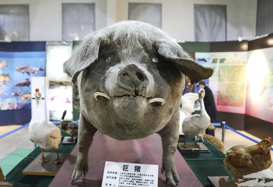 猪王标本图片