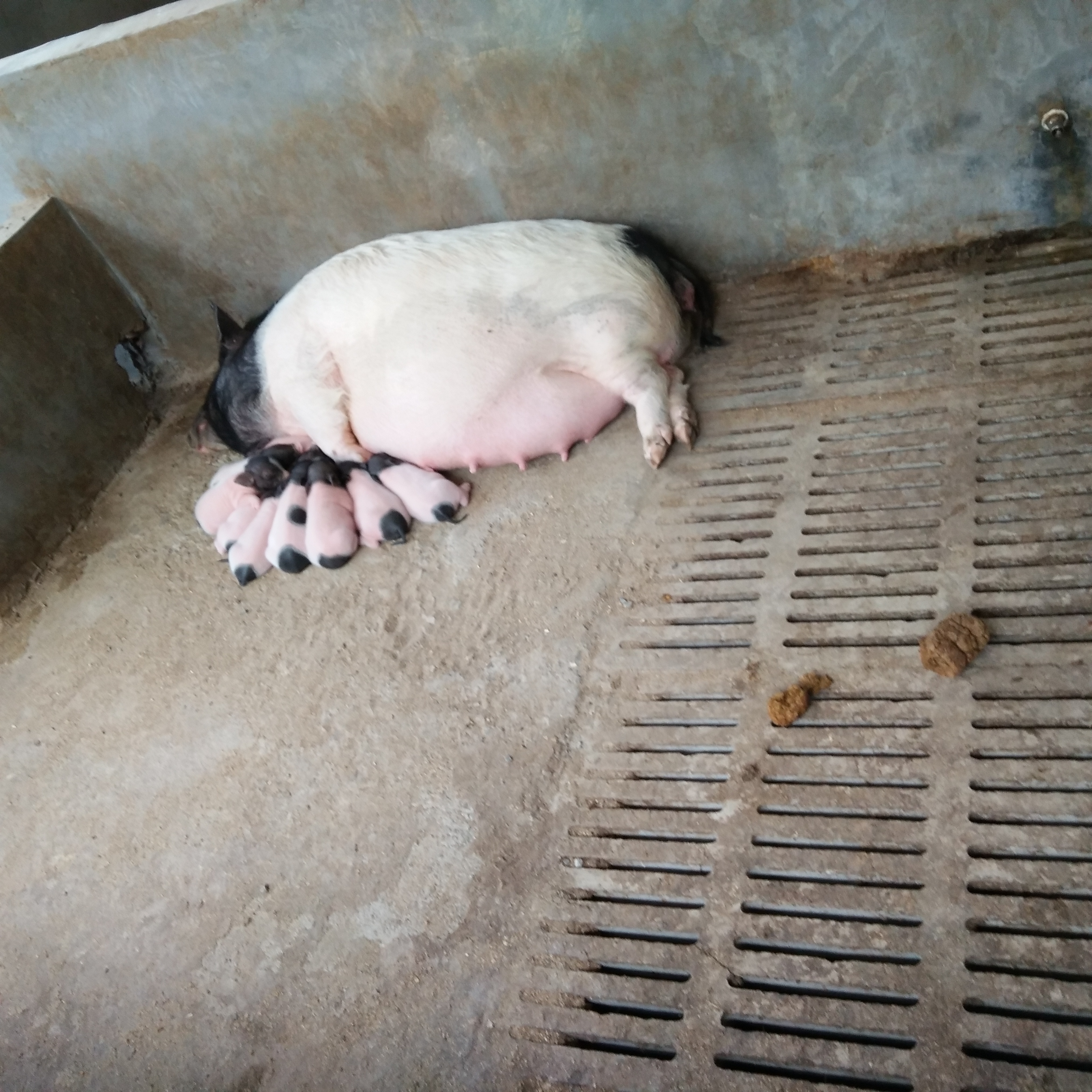 巴马香猪种猪怀孕母猪养殖成本多少钱一天