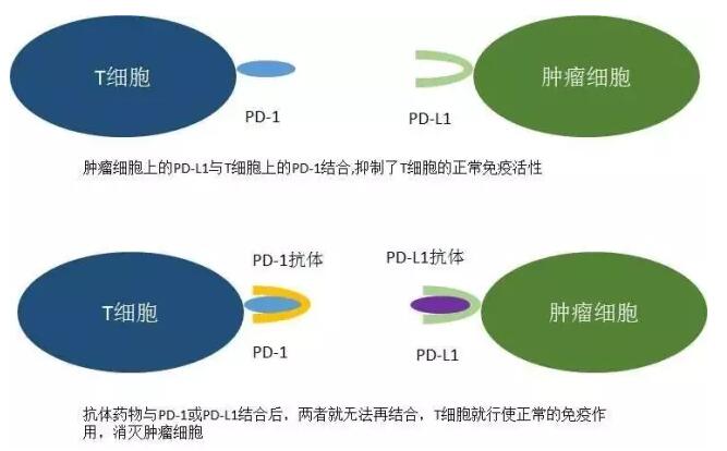 免疫治疗pd1药物对卵巢癌及其它妇科肿瘤效果如何