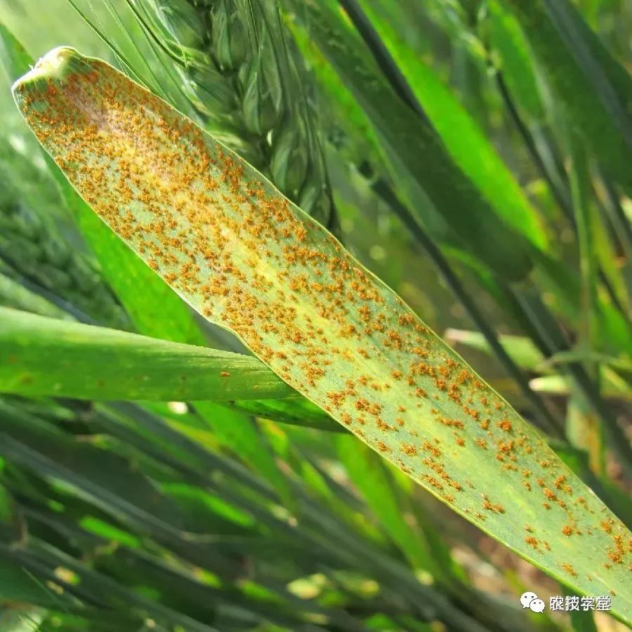 小麦常见的病害图片图片