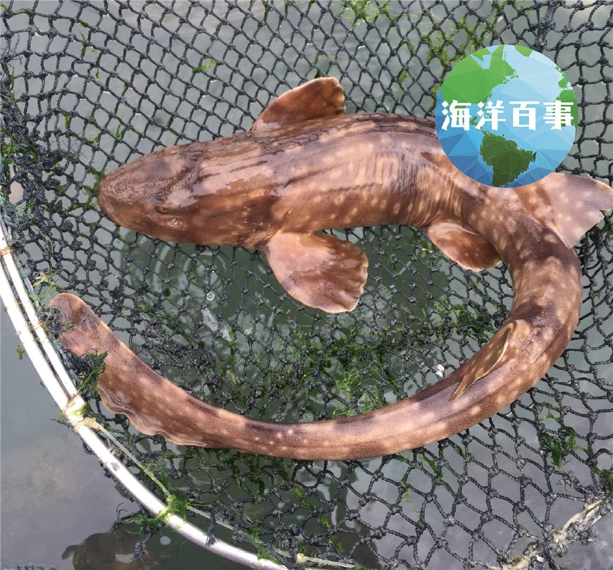 花狗(蜂巢石斑魚),主產於澎湖海域東星斑(豹紋鰓棘鱸),南海是主產地正