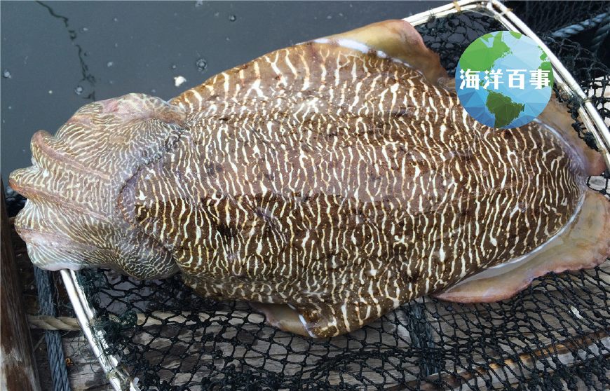 很原始的一種海洋生物白鰻(海鰻),鰻魚膠也比較值錢狗鯊(條紋斑竹鯊)