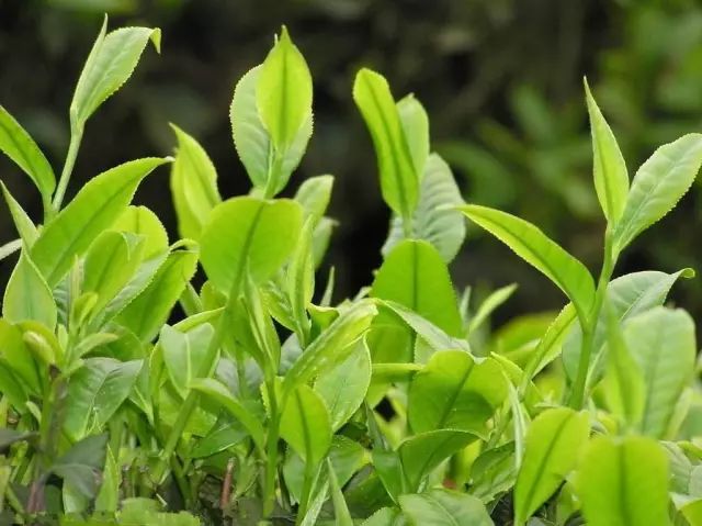 清香四溢微苦回甘筠连县青山绿水茶叶