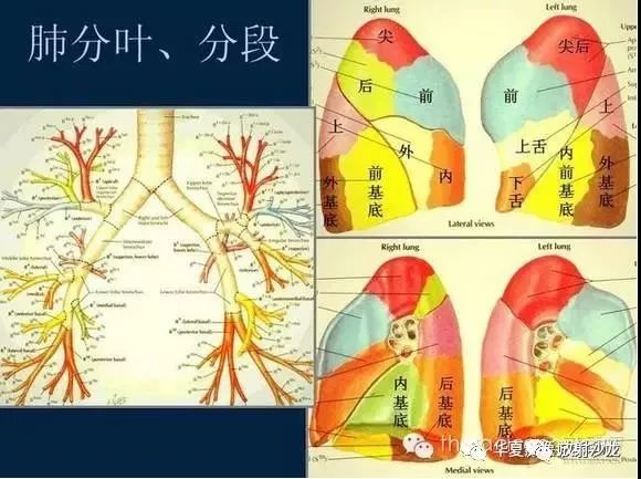 肺解剖图结构分叶分段图片
