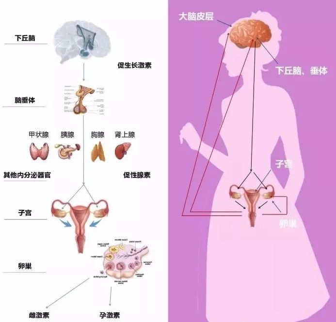 罗曼圣蒂荷尔蒙告诉你性腺健康是女人最昂贵的奢侈品