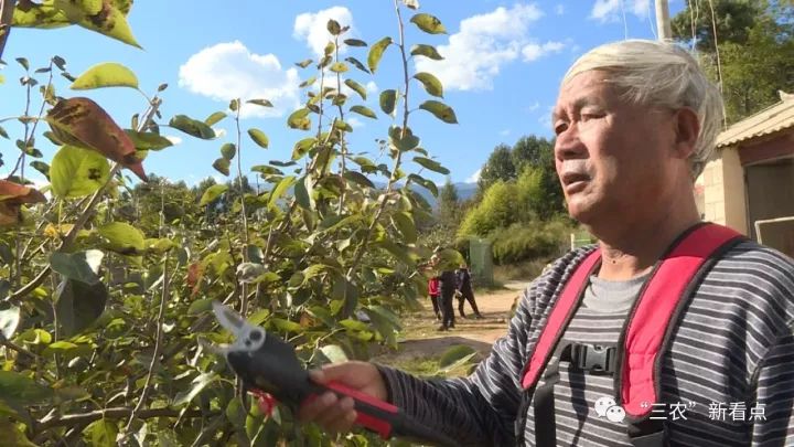 木崇凤曾荣获云南省百名拔尖农村乡土人才等荣誉称号,他不仅让雪桃