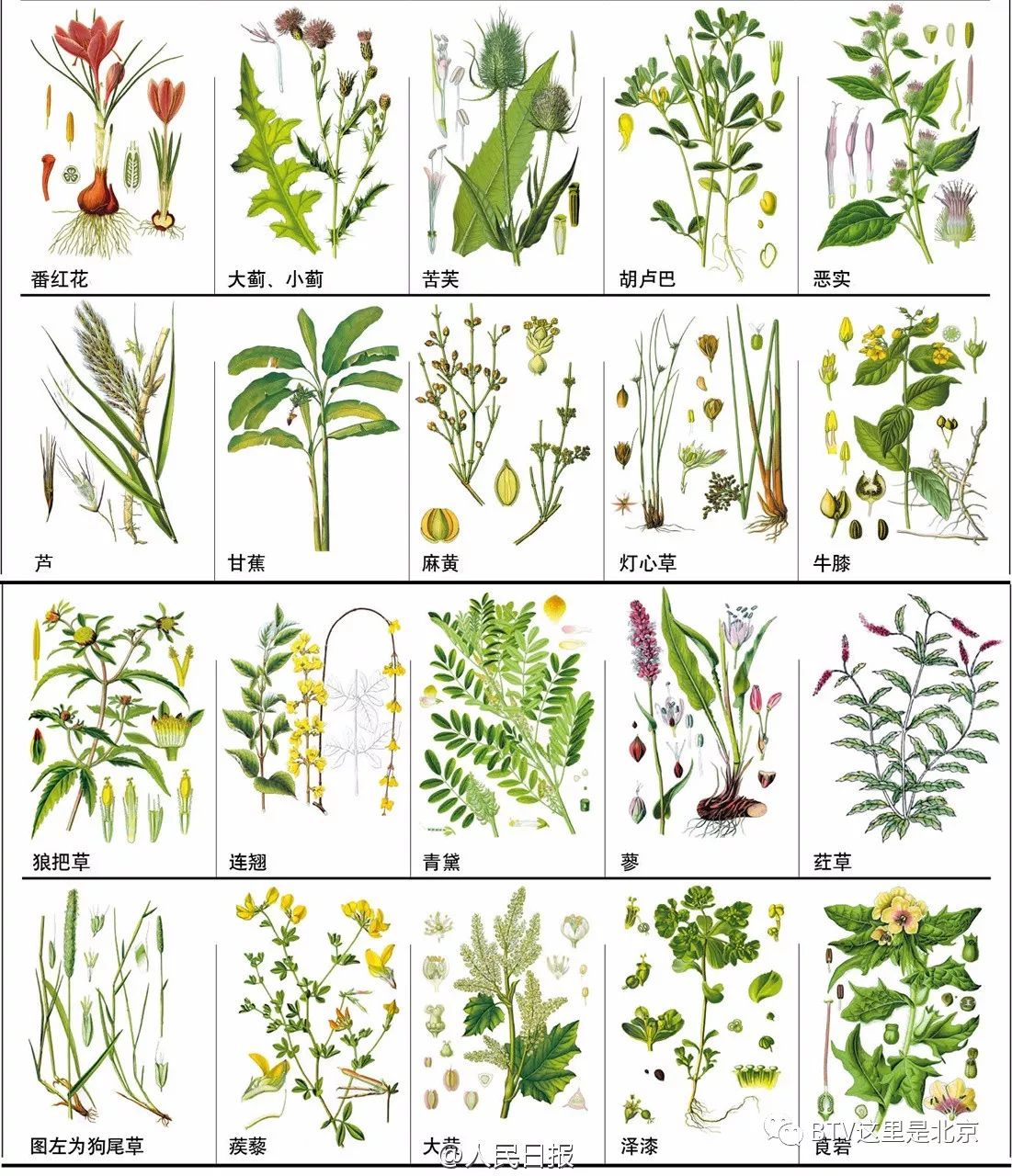 各种中草药名字和图片图片