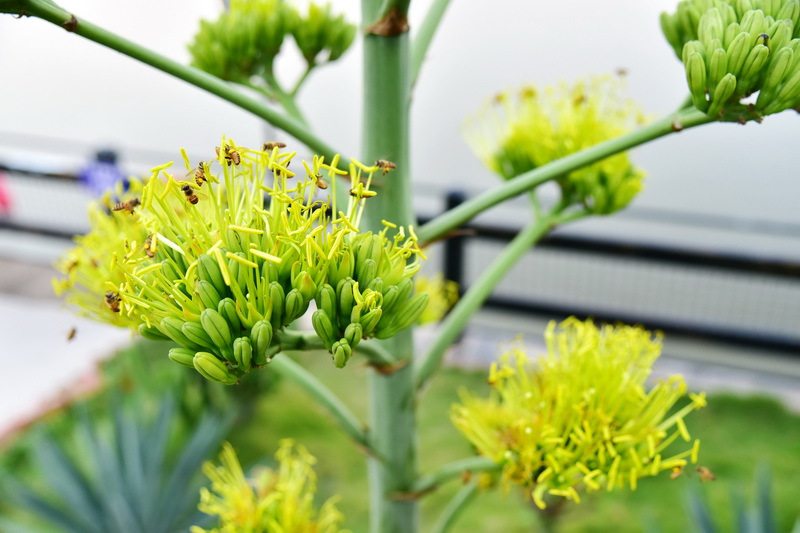 江门长廊生态园龙舌兰开花了这种花开花要七八十年一生只开一次