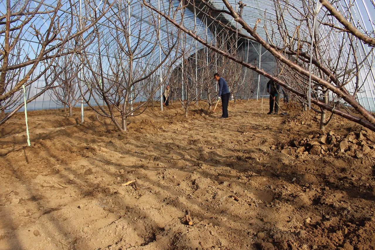 郑家寨镇新引进种植成品樱桃树245棵