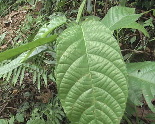 植物的無憂花樹,桄榔樹,董棕樹;有瀕臨絕滅的恐龍時代蕨類植物桫欏