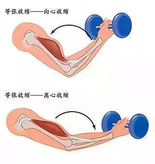 离心收缩是指肌肉在外力作用下有控制的伸长,举个例子,肱二头肌训练时