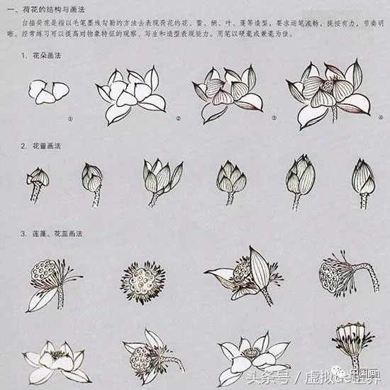 荷花分解结构图组成图片