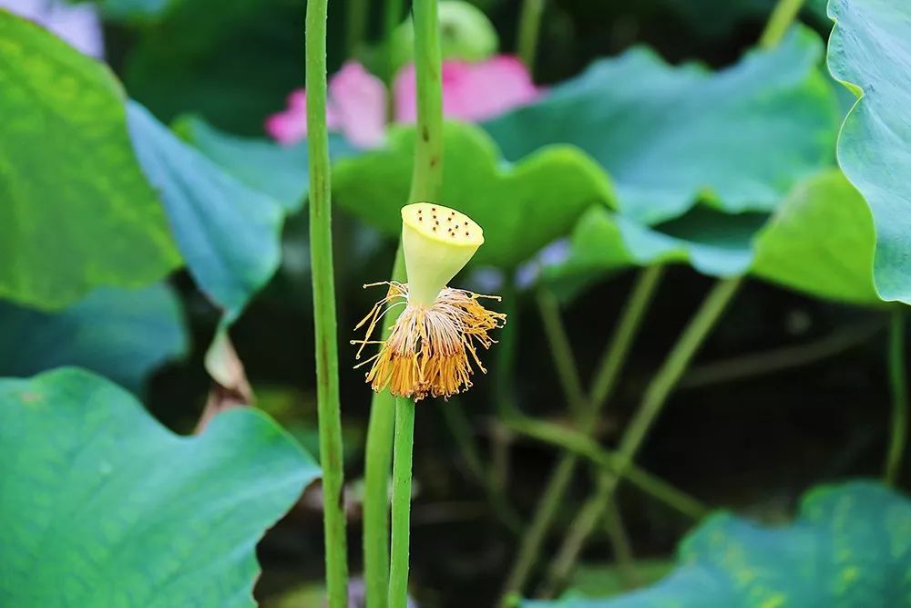 《》作者:梅文科文字說明:埋藏於荷花雌蕊的花托也會讓人傾慕.