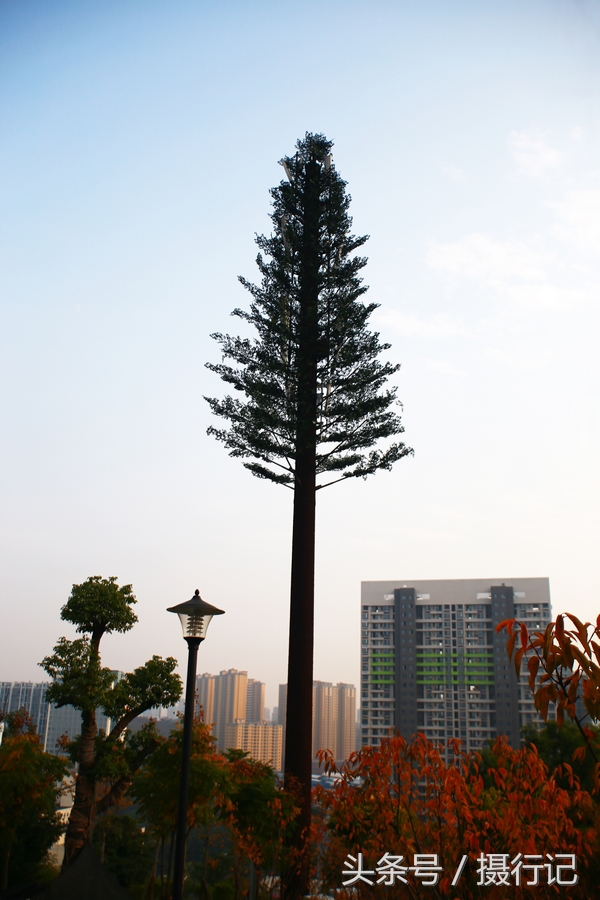 冬日里的信号塔变"仿生树,造型美观,成为靓丽的风景