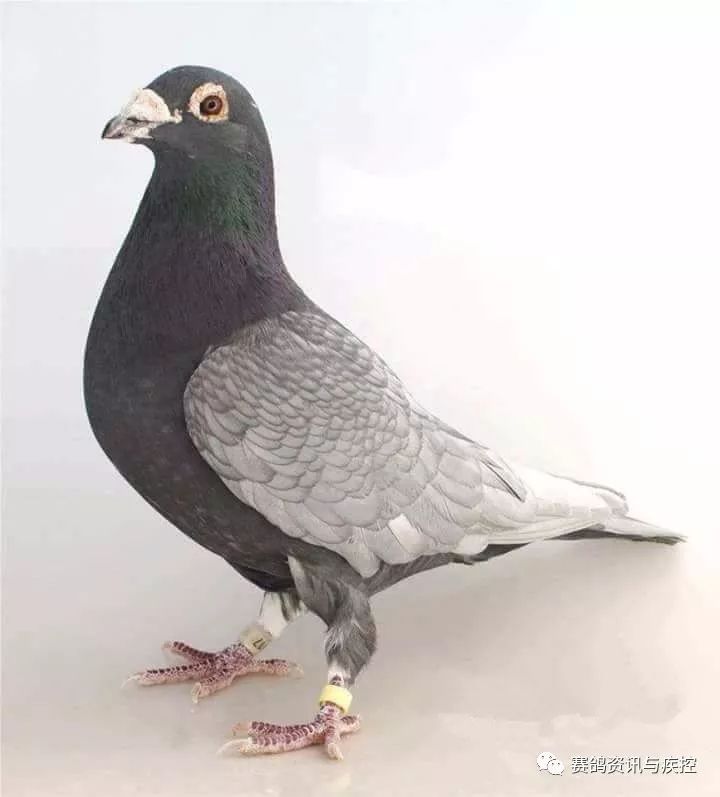 图集多彩异色鸽哪个最漂亮