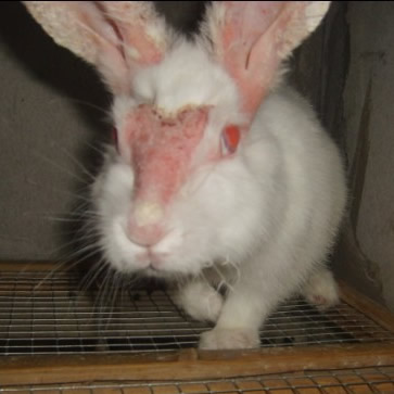 兔脱毛癣的预防治疗迅速提升皮兔毛兔效益