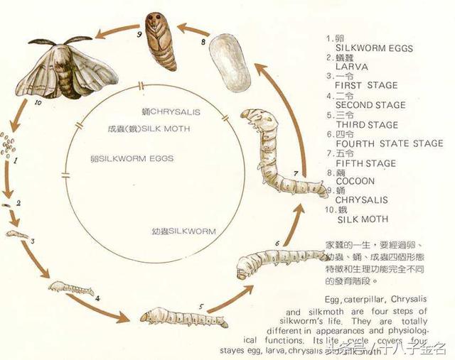 蚕蛹的构造图片