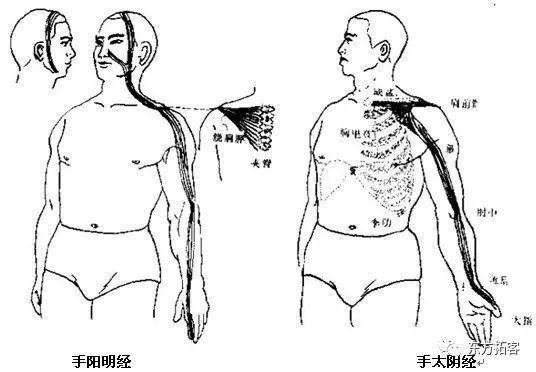 并行,结聚肘的内侧,上行臂的内侧而结于腋下,从腋下前后布散挟在两胁