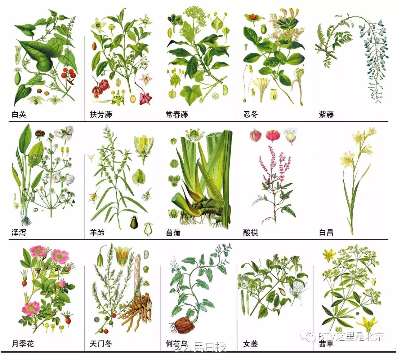 中草药一见起的全图图片