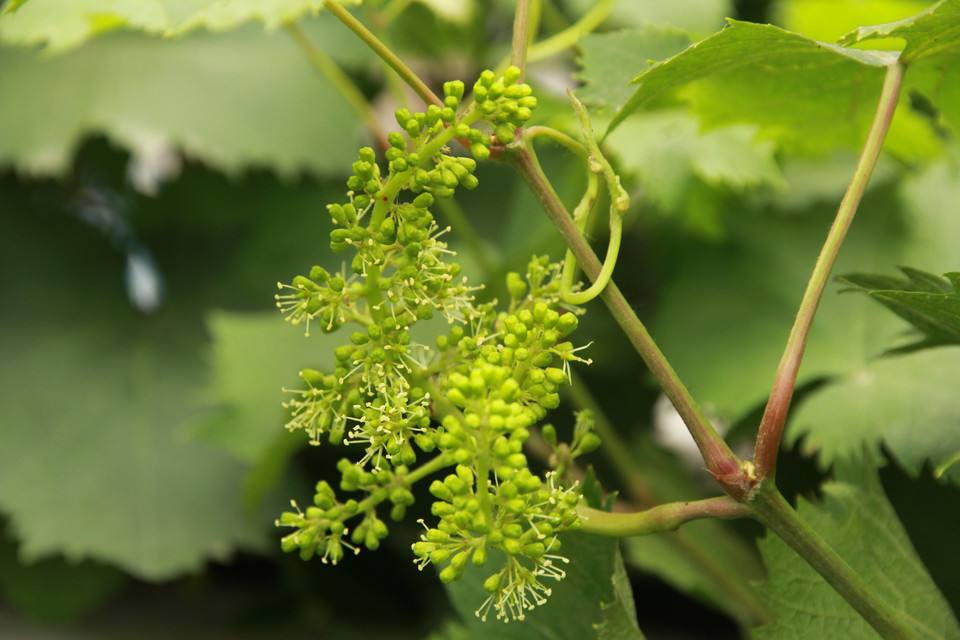 葡萄的果穗和果实花序在通过授粉后形成果穗,果穗的形状,大小和长短