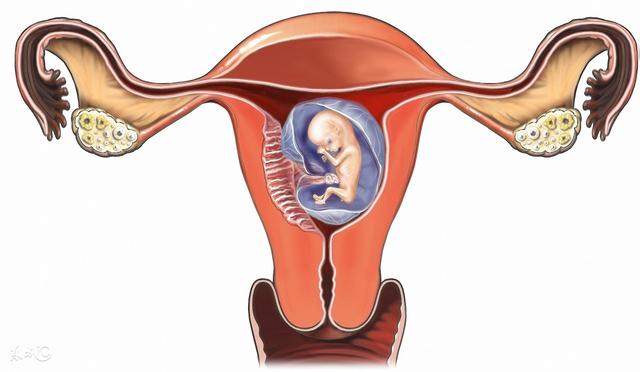 孕妇 解剖肚子图片
