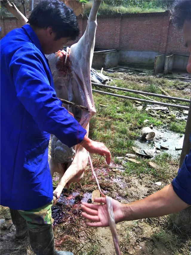 杀猪开膛猪肠子图片图片