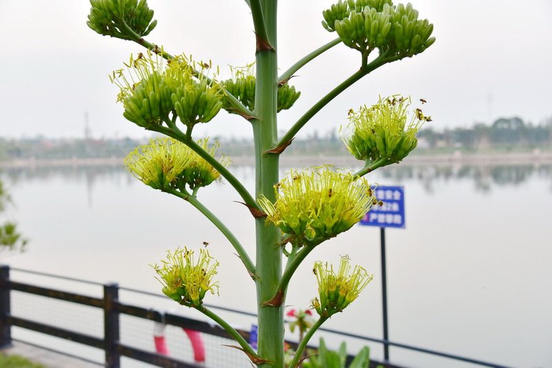 江门长廊生态园龙舌兰开花了这种花开花要七八十年一生只开一次