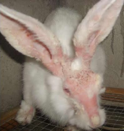 兔子长癣怎么治疗图片