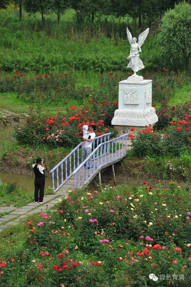 泖塔农情园图片