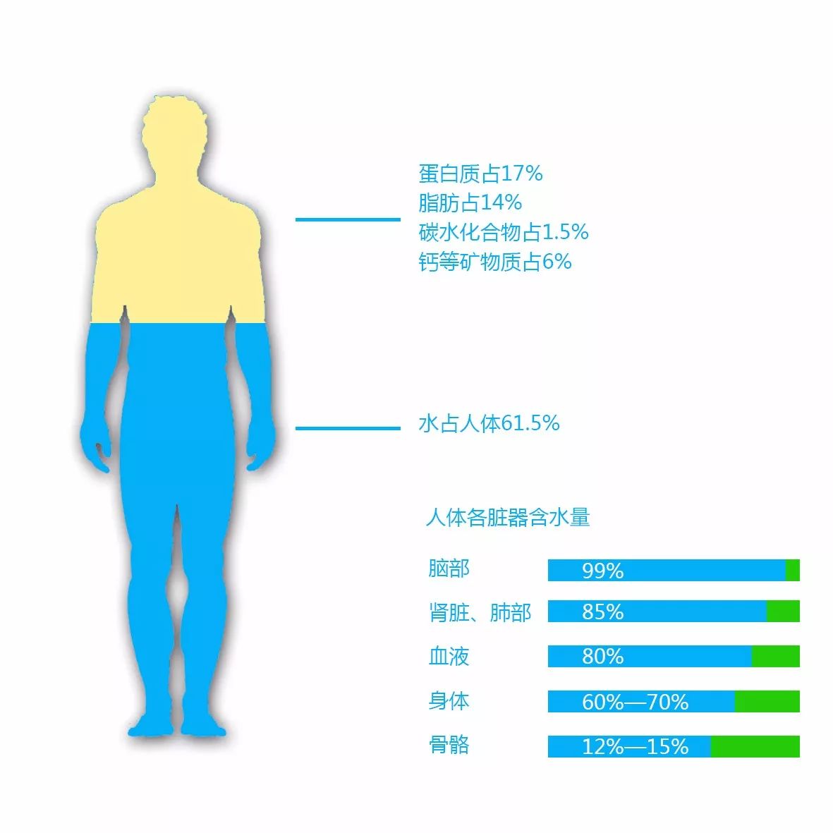 人体水含量图片