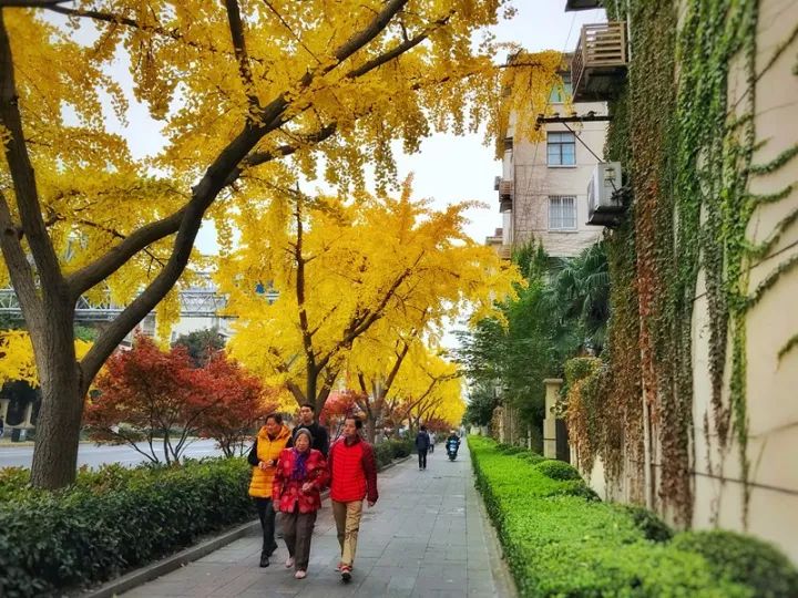 【赏银杏】上海这些地方又现银杏叶"金光大道!