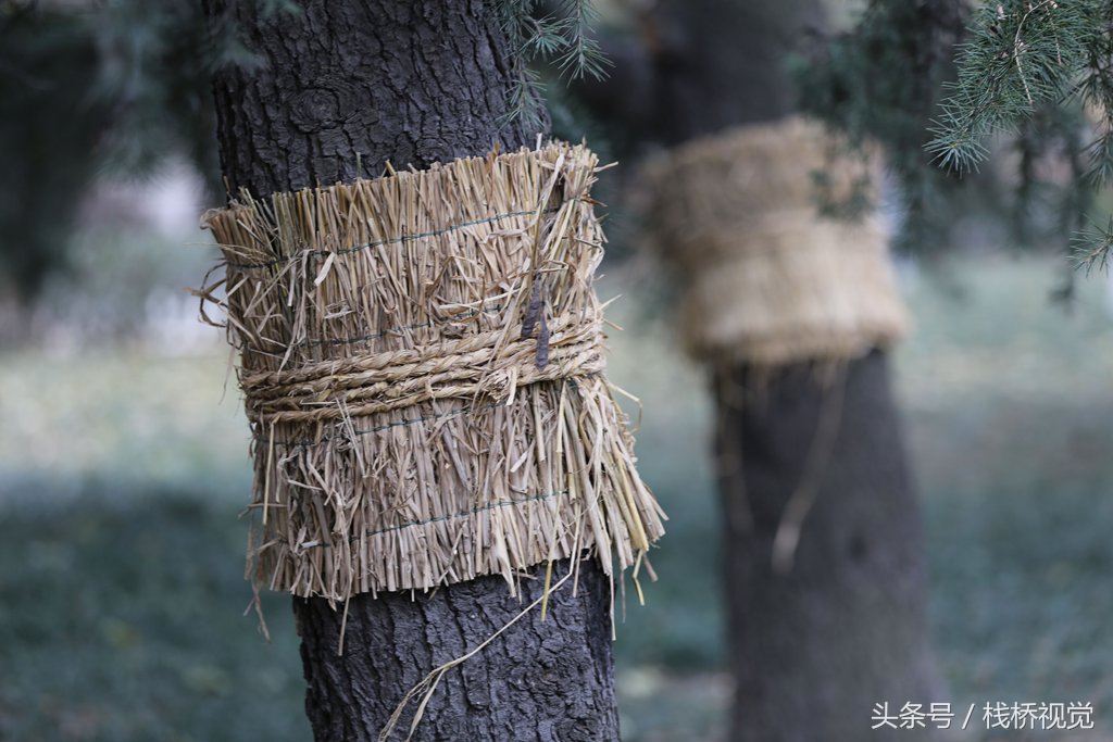 冬天樹木塗白石灰水綁草繩幹什麼還有更絕的給樹亮黃牌超級誘殺