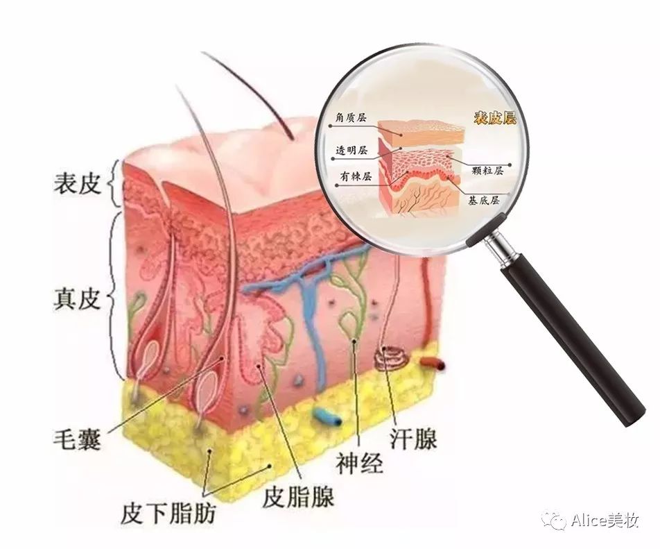 面部皮肤解剖图解大全图片