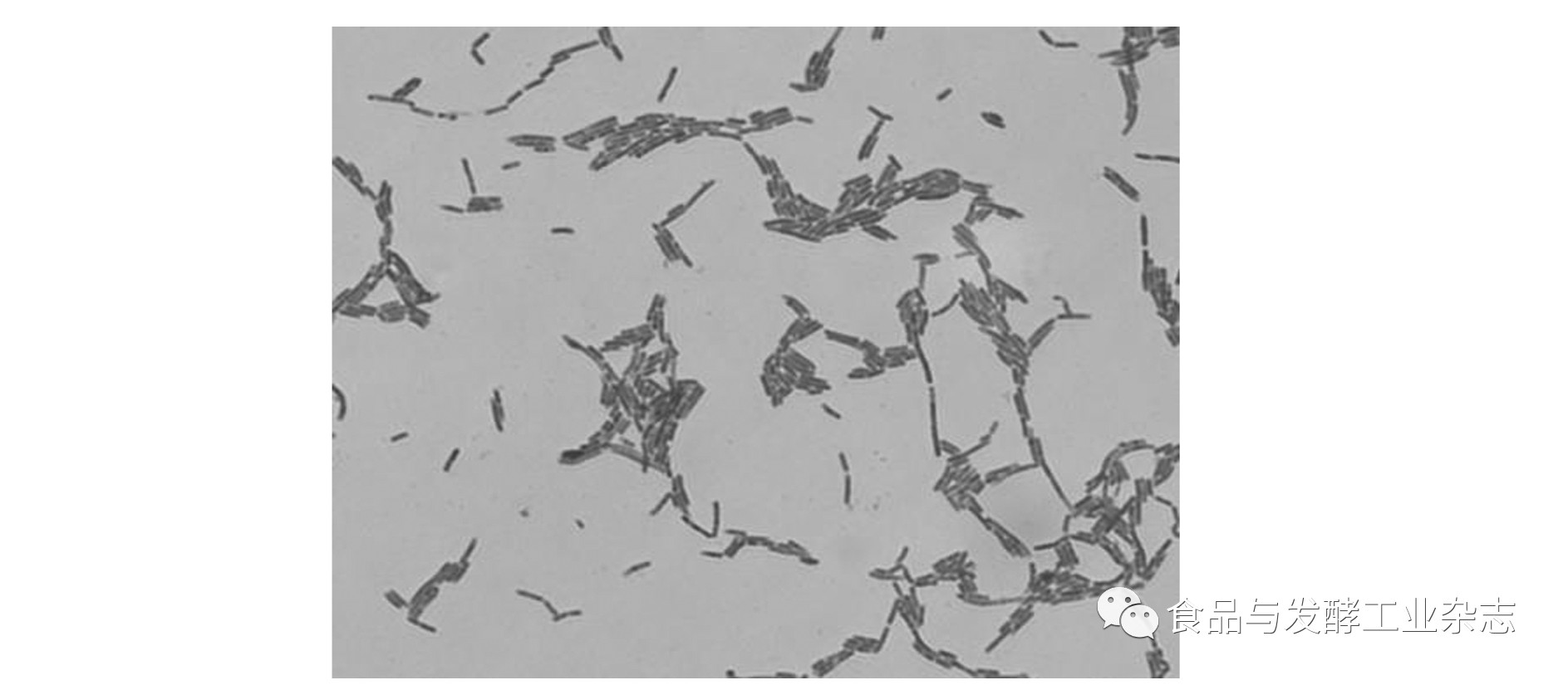 乳酸菌革兰氏染色图片