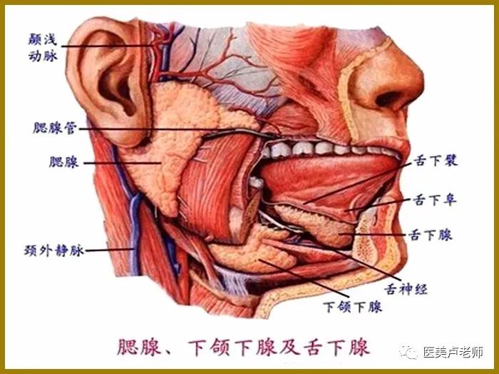 腮腺咬肌部位的解剖