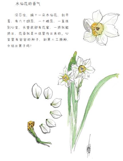 水仙花生长图画图片