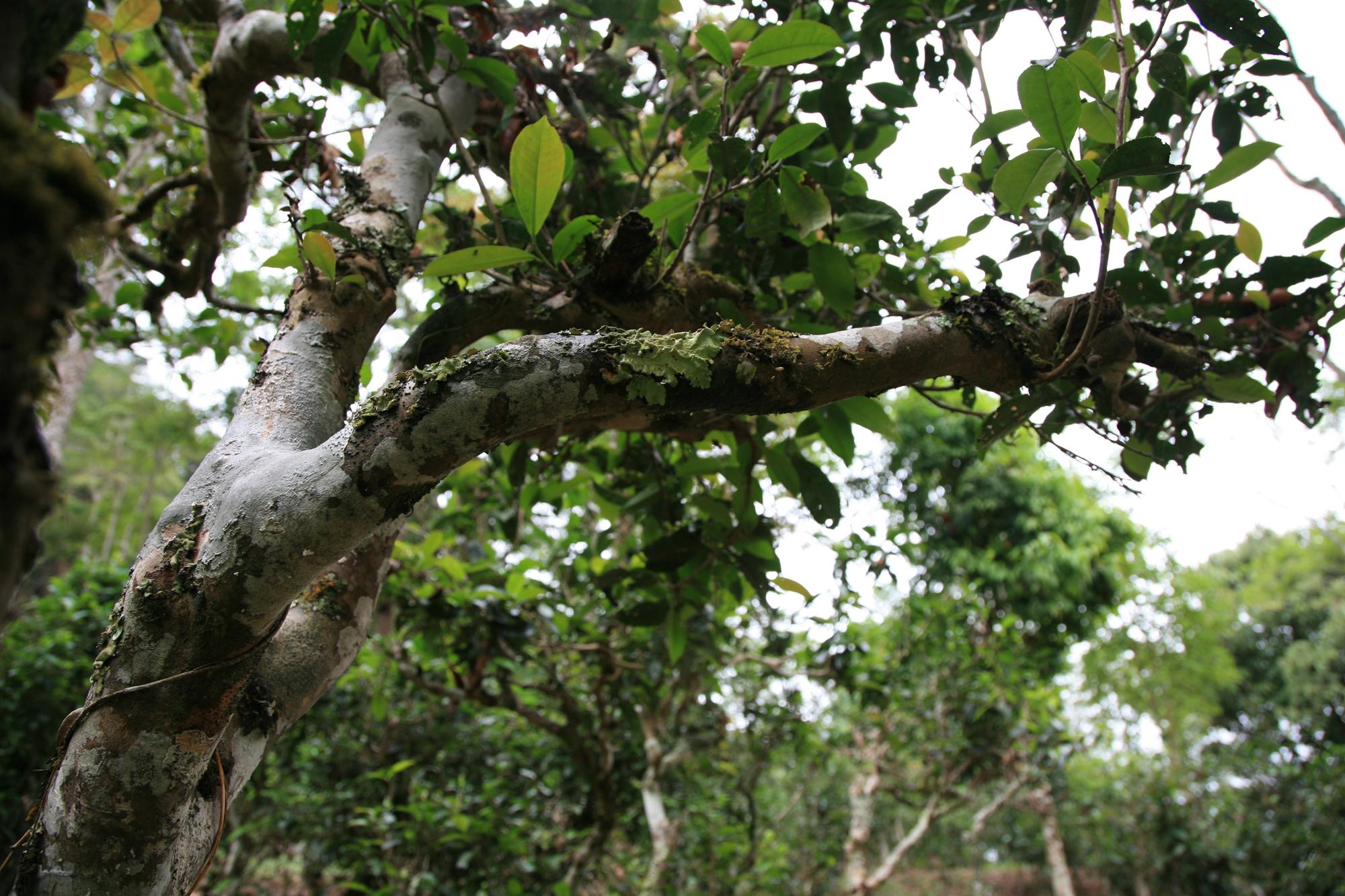 雲南普洱景邁山探訪目前世界上面積最大年代最久遠的古茶園