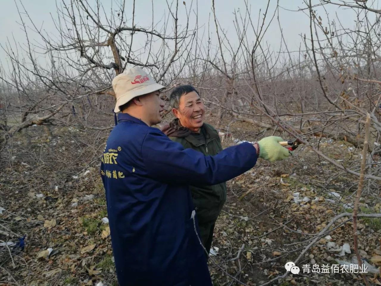 果樹修剪記住十個要訣 再下剪猶如神相助!