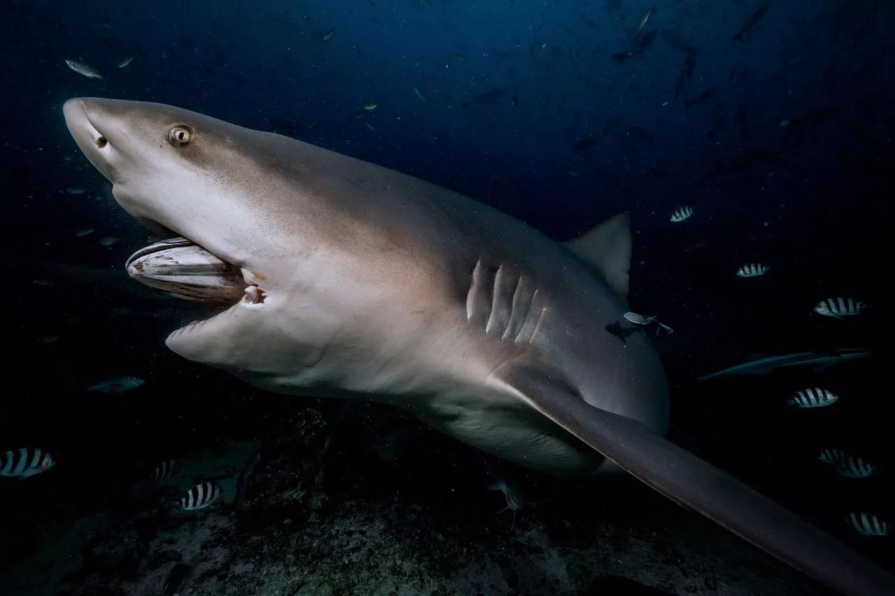 尼加拉瓜湖鲨图片
