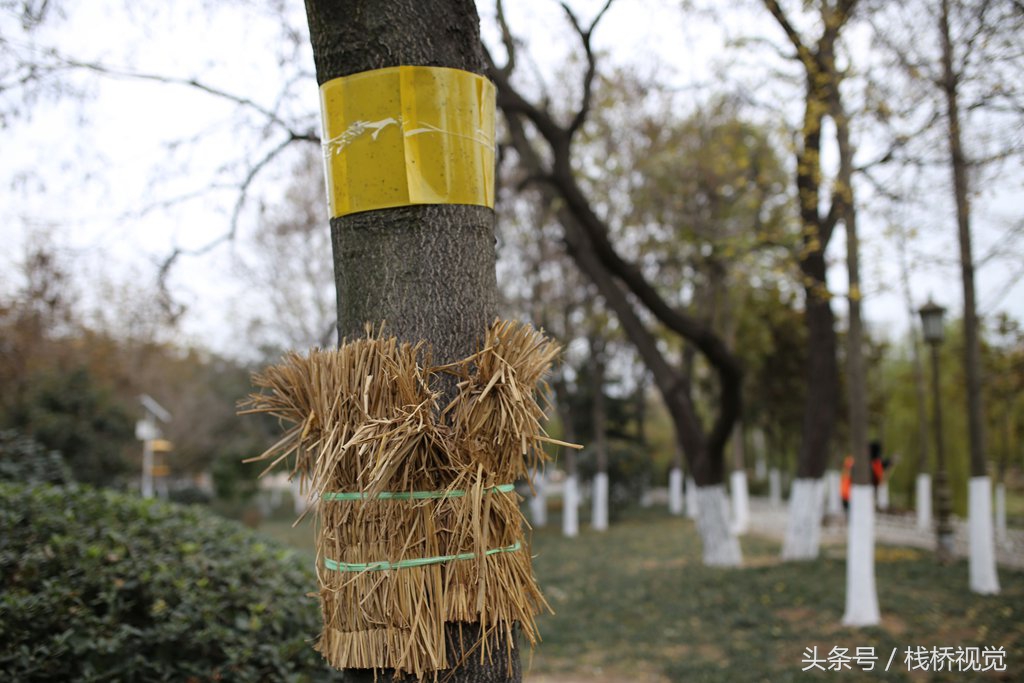 冬天樹木塗白石灰水綁草繩幹什麼還有更絕的給樹亮黃牌超級誘殺