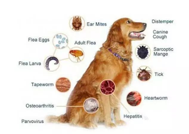 犬复孔绦虫结构图图片
