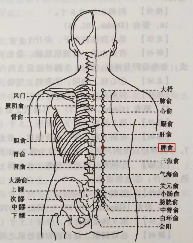 胃在背部对应的部位图图片
