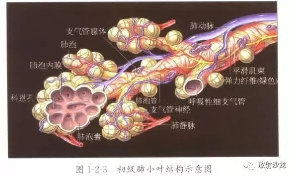 把肺氣腫的一生寫成戰爭小說從鴉片戰爭到八國聯軍入侵