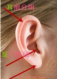耳朵,耳是一个人的听觉系统,能听取外部信息,所以耳门要开阔,因为耳门