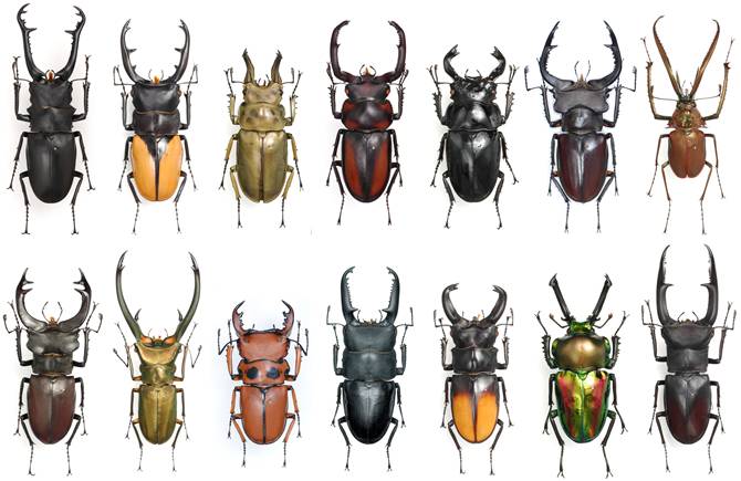 甲虫品种大全图片